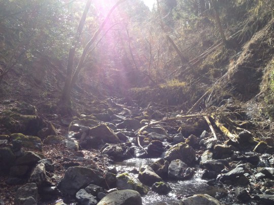 making-a-distinction-between-wildness-and-wilderness-cover