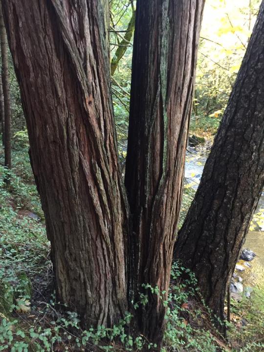 14956041_10211024910716632_27172533540421828_n